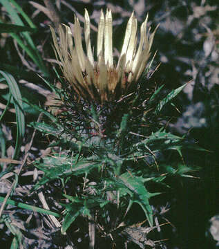 Carlina vulgaris L. resmi