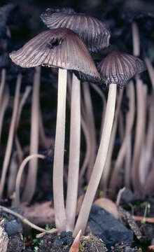 Image of Coprinellus angulatus (Peck) Redhead, Vilgalys & Moncalvo 2001