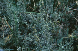 Seriphidium maritimum (L.) Poljakov resmi