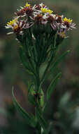 Image of <i>Aster <i>tripolium</i></i> subsp. tripolium