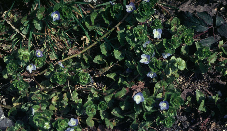 Image of birdeye speedwell