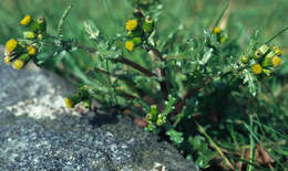 Image of groundsel