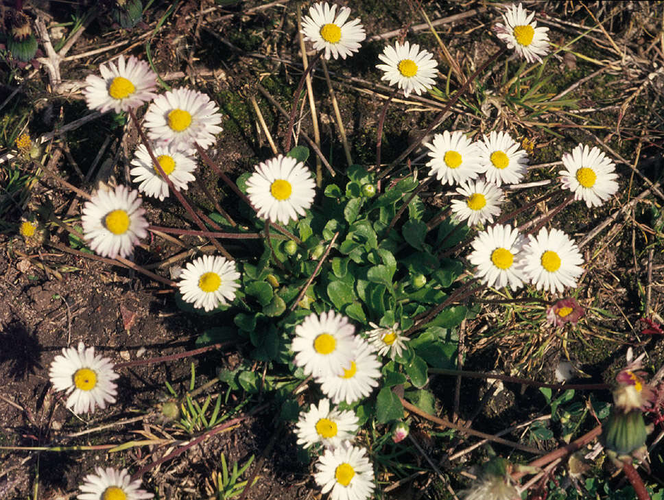 Image of Daisy