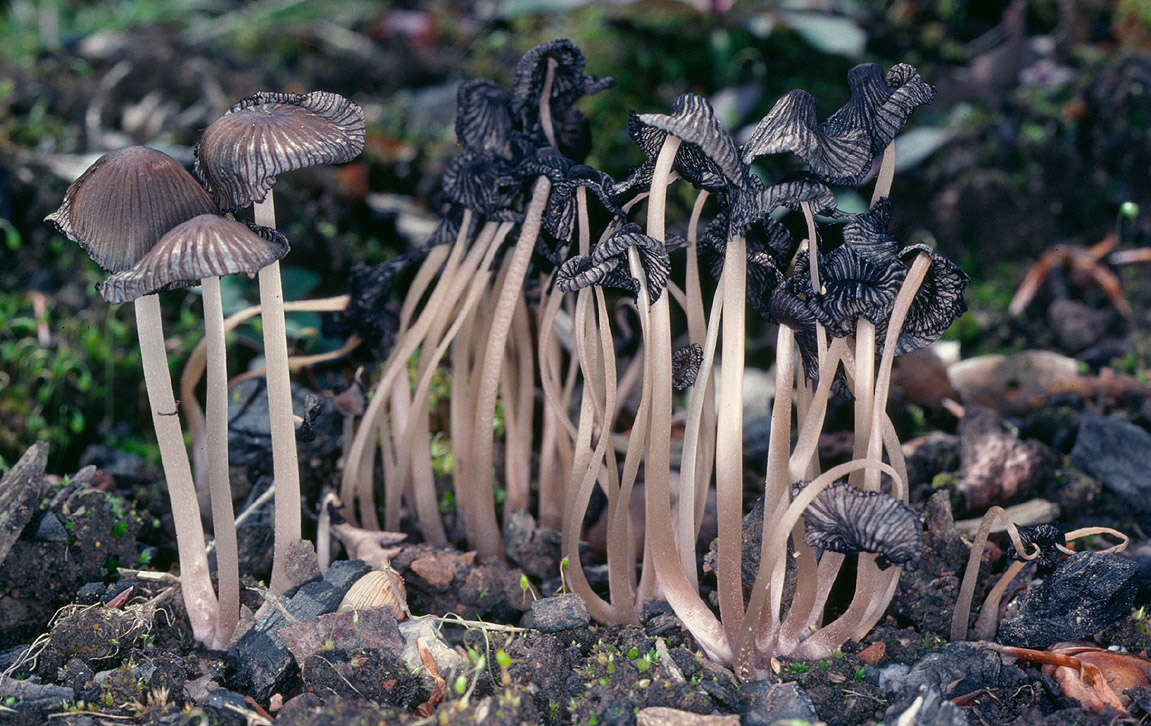 Image of Coprinellus angulatus (Peck) Redhead, Vilgalys & Moncalvo 2001