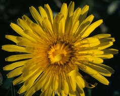 Image of dandelion
