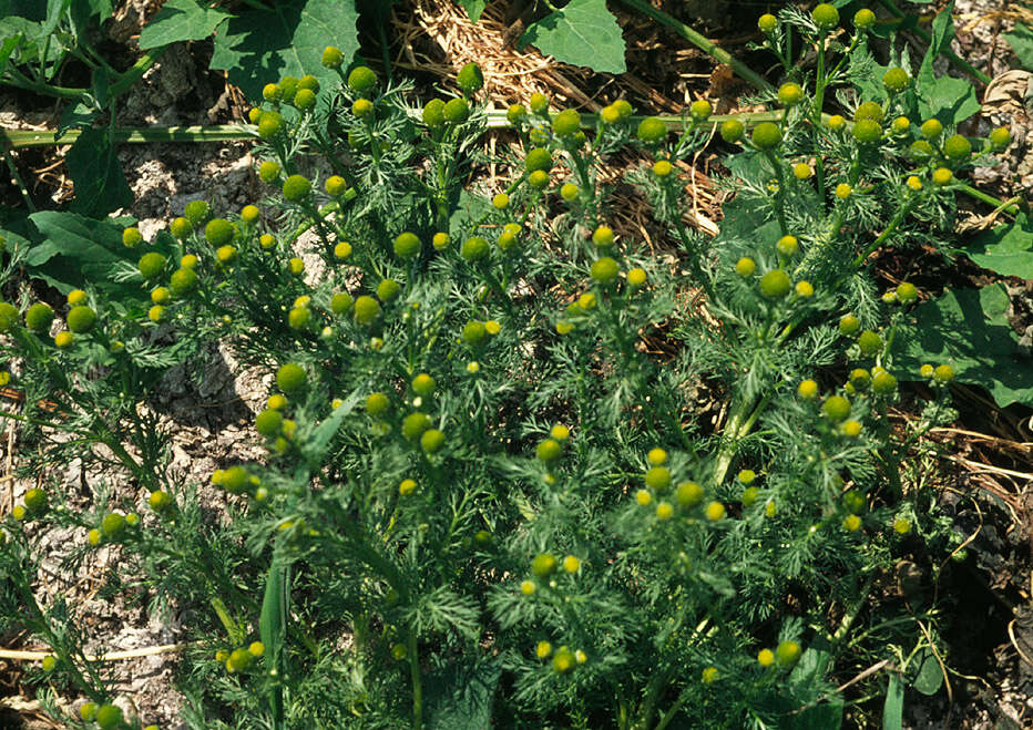 Imagem de Matricaria discoidea DC.