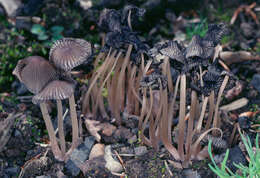 Image of Coprinellus angulatus (Peck) Redhead, Vilgalys & Moncalvo 2001