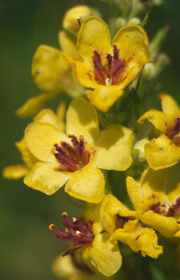 Verbascum nigrum L. resmi