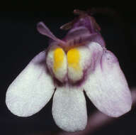 Image of Ivy-leaved Toadflax