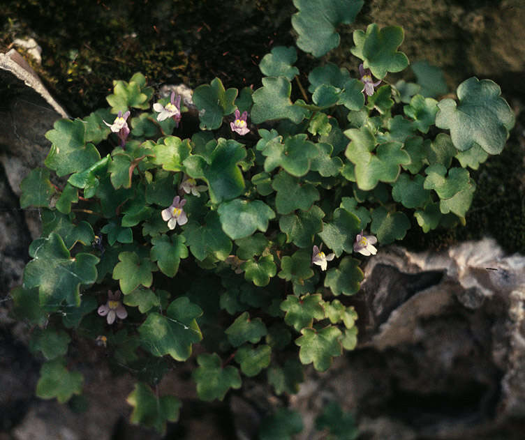 Image of Ivy-leaved Toadflax