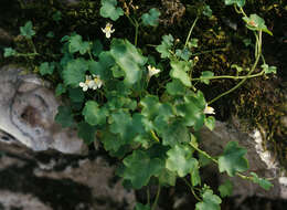 Image of Ivy-leaved Toadflax