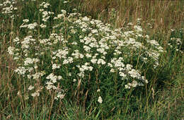 Image of yarrow, milfoil