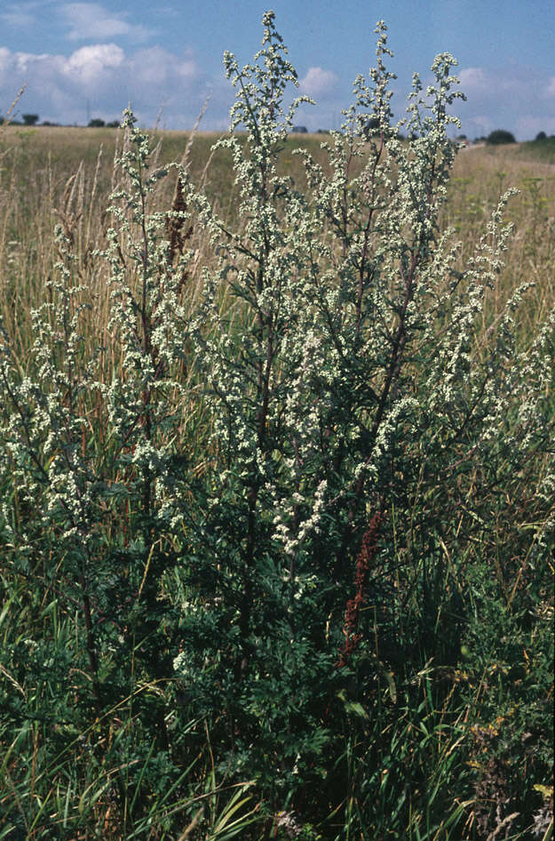 Image of common wormwood