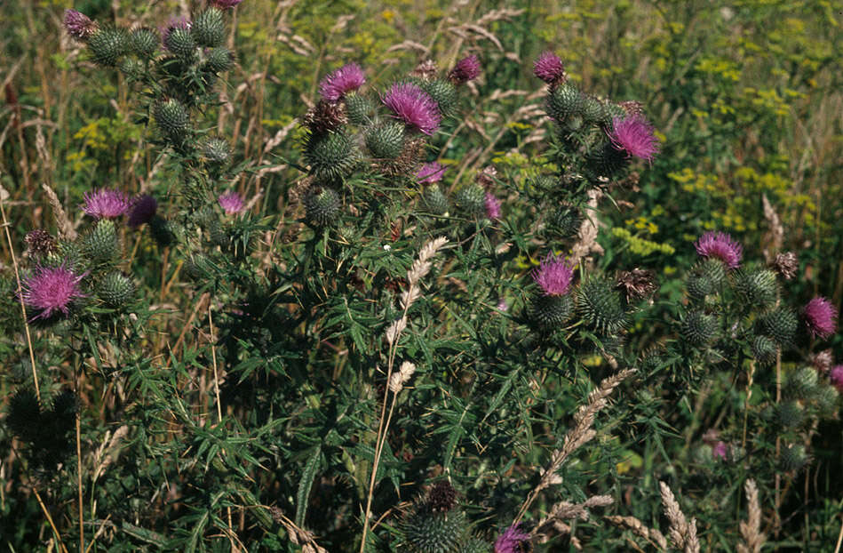 Image of Spear Thistle