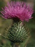 Image of Spear Thistle