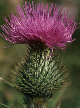 Image of Spear Thistle