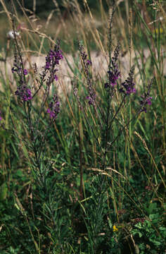 Image of Purple Toadflax