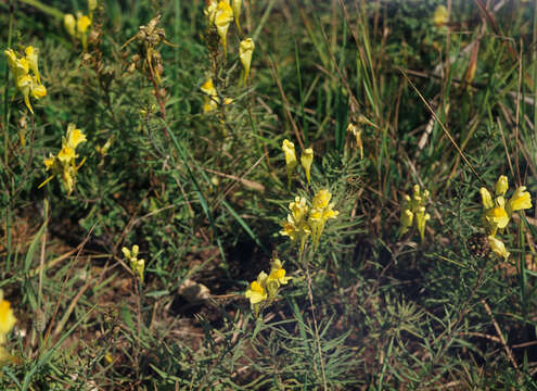 Image of Common Toadflax