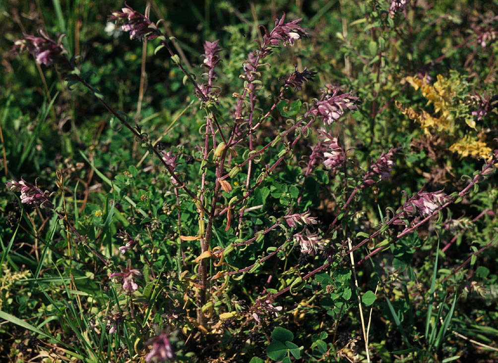 Odontites vulgaris subsp. vulgaris resmi