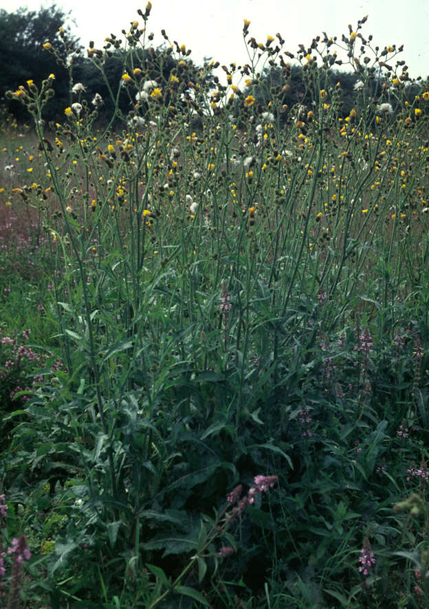 Image of field sowthistle