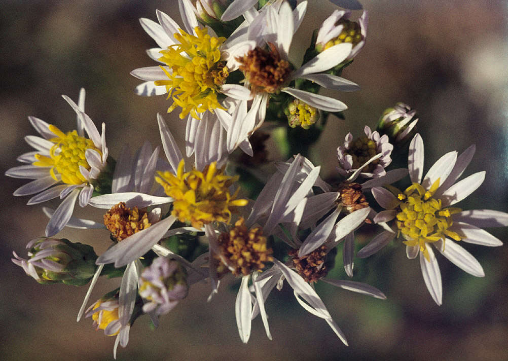 Image of <i>Aster <i>tripolium</i></i> subsp. tripolium