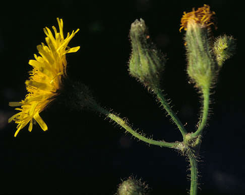 Image of field sowthistle