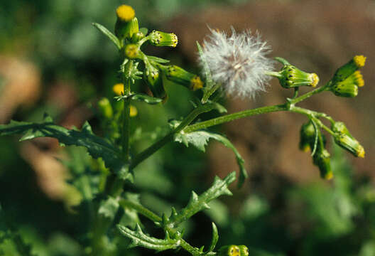 Image of groundsel