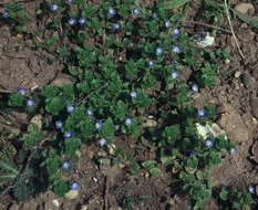 Image of birdeye speedwell