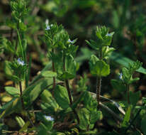 Image of common speedwell