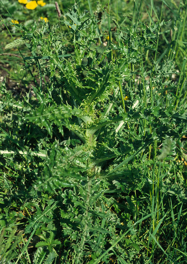 Imagem de Sonchus asper (L.) Hill