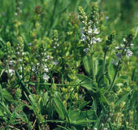 Image of Health Speedwell