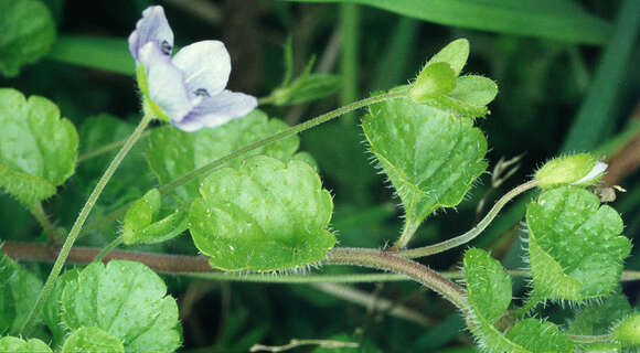 Image of slender speedwell