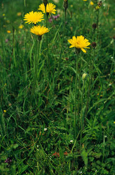 Image of bristly hawkbit