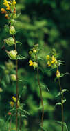 Image of Yellow rattle