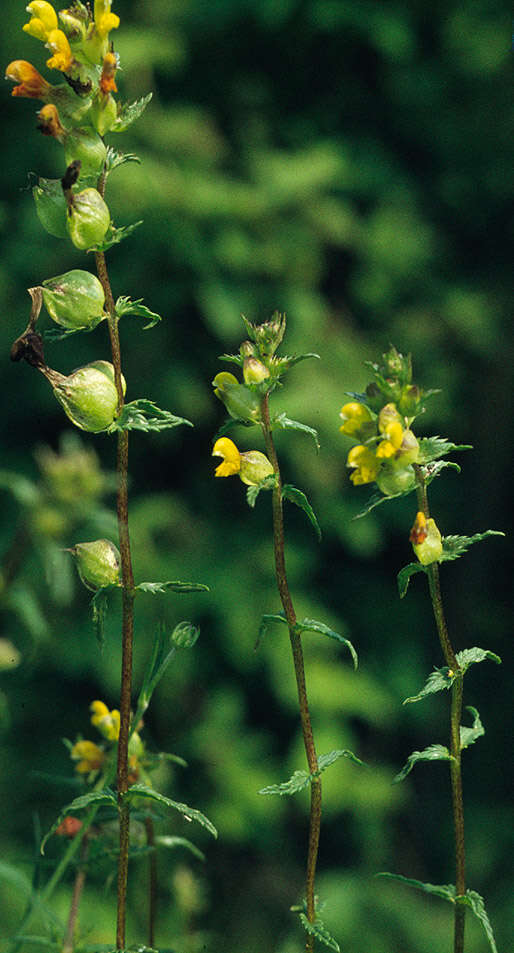 Image of Yellow rattle