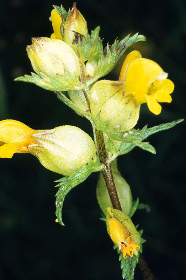 Image of Yellow rattle