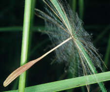 Image de Tragopogon minor Mill.