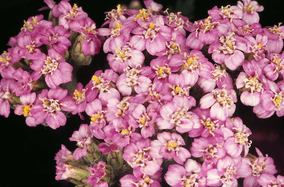 Image of yarrow, milfoil