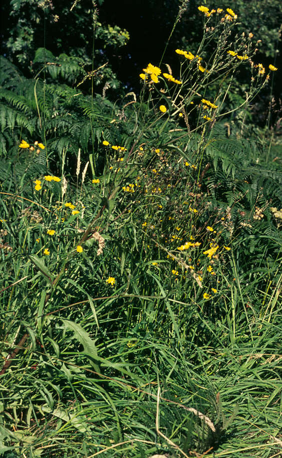 Image of beaked hawksbeard