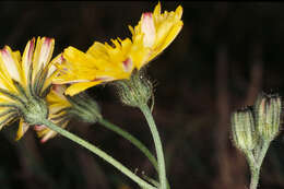 Image of beaked hawksbeard