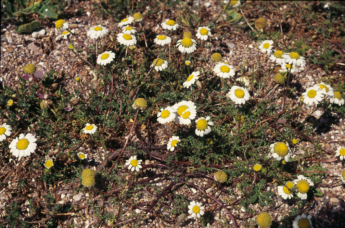 Image of false mayweed