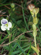 Image of thymeleaf speedwell