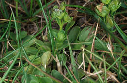 Image of thymeleaf speedwell