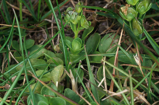 Sivun Veronica serpyllifolia subsp. serpyllifolia kuva