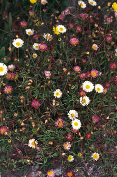 Image of Latin American Fleabane