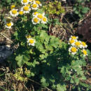 Image of Tanacetum parthenium