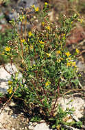 Image of <i>Senecio vulgaris</i> var. <i>hibernicus</i> Syme