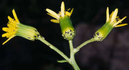 Image of <i>Senecio vulgaris</i> var. <i>hibernicus</i> Syme