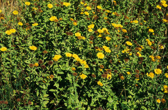 Image of common fleabane