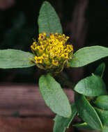 صورة Bidens cernua L.